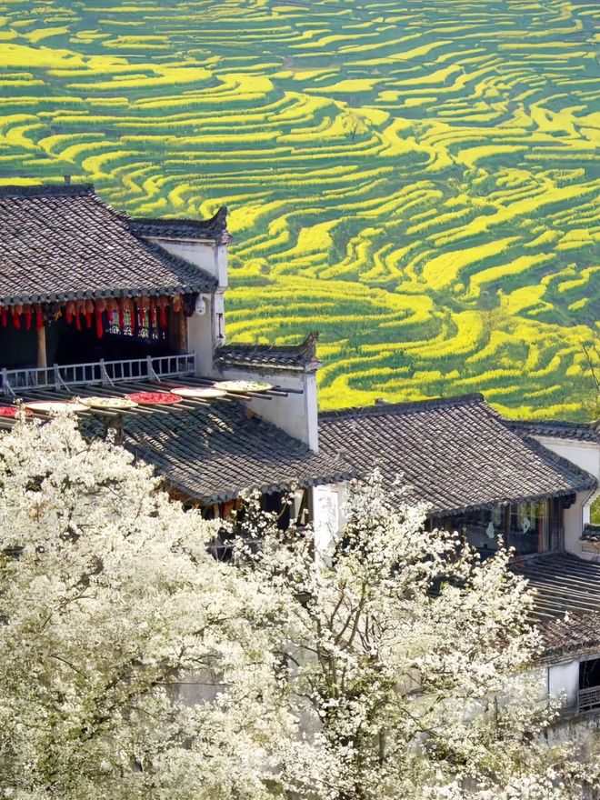 赏油菜花、秋观晒秋玩转最美乡村！2025婺源4天自由行攻略：春(图2)